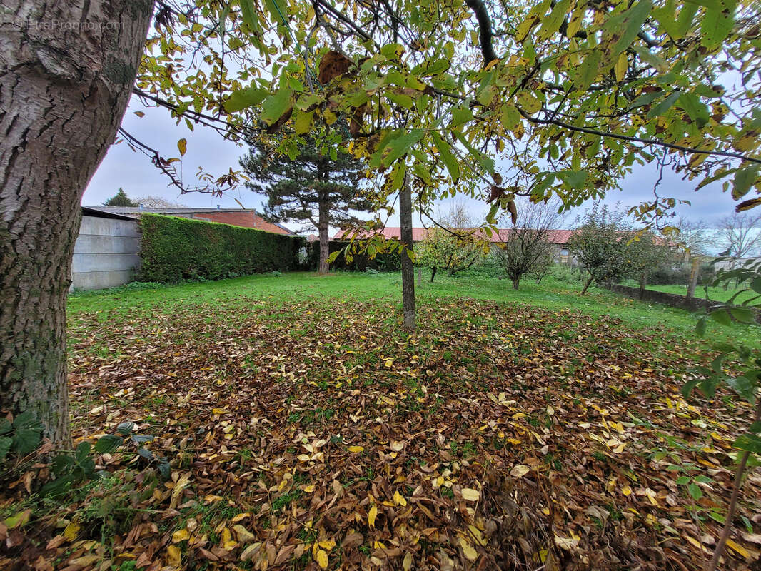 Maison à SAINS-EN-GOHELLE