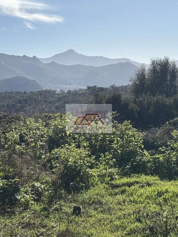 Terrain à CALENZANA