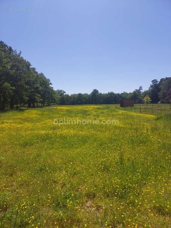 Terrain à vendre de 8 500,00 m² VILLEFRANCHE SUR CHER 41 dans un environnement très calme et verdoyant - photo 2