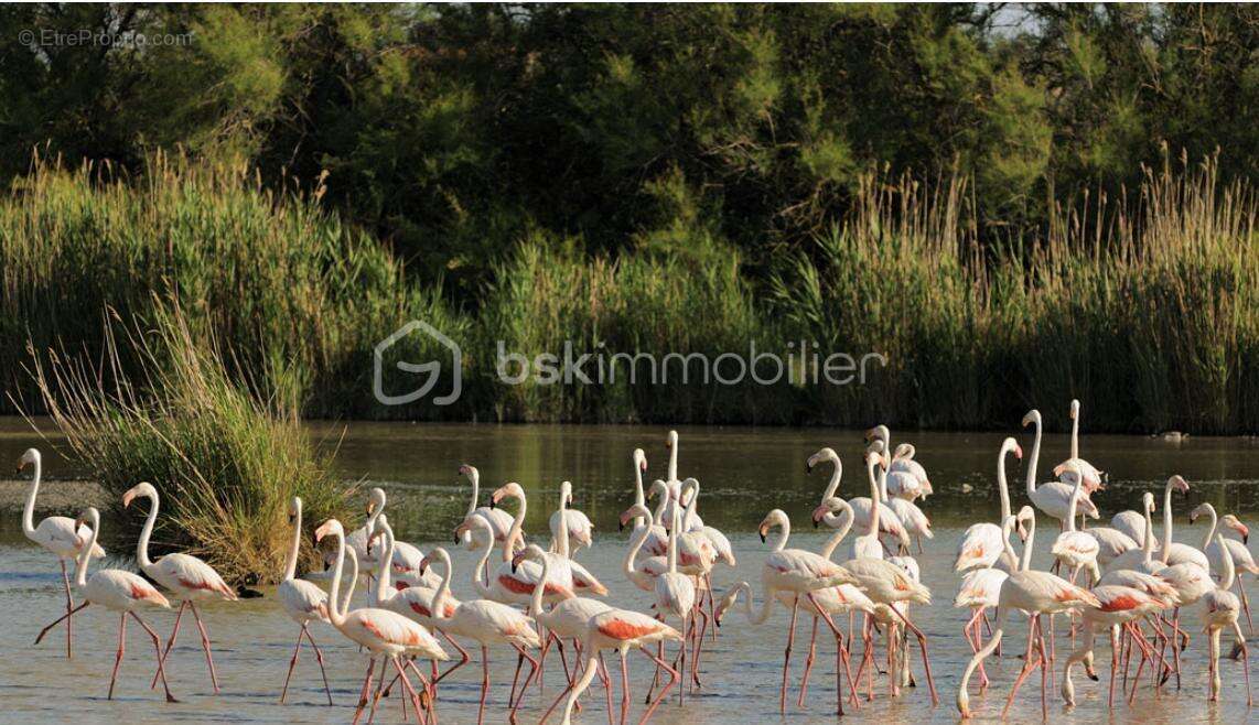 Maison à SAINT-GILLES