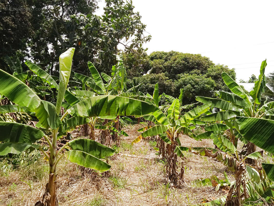 Terrain à CAPESTERRE-BELLE-EAU