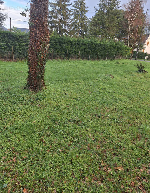 Terrain à BRAIN-SUR-ALLONNES