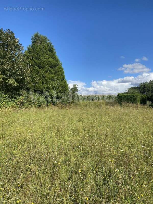 IMG_1666 - Terrain à MARQUION