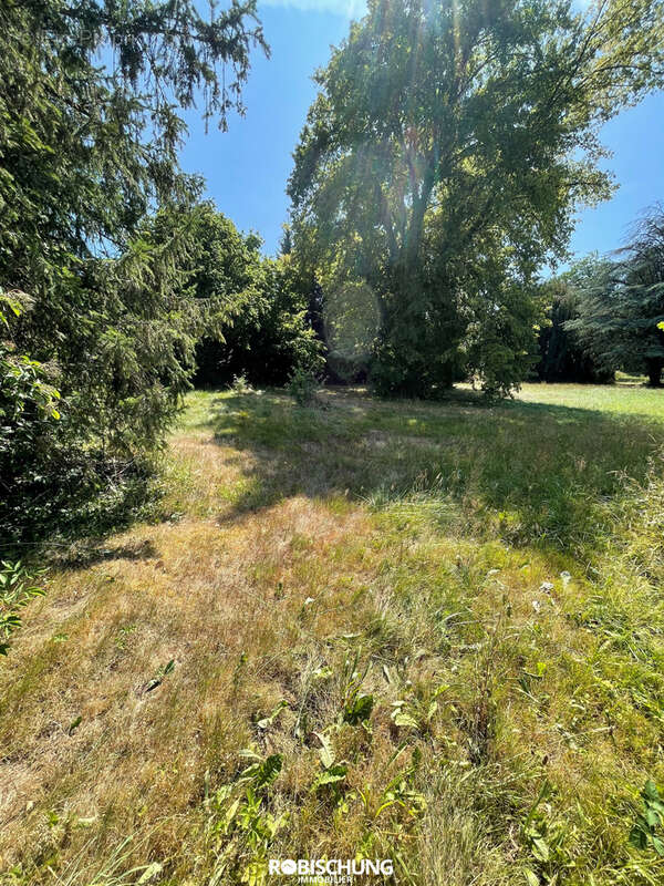 DANNEMARIE : beau terrain plat de 10 ares - photo 3