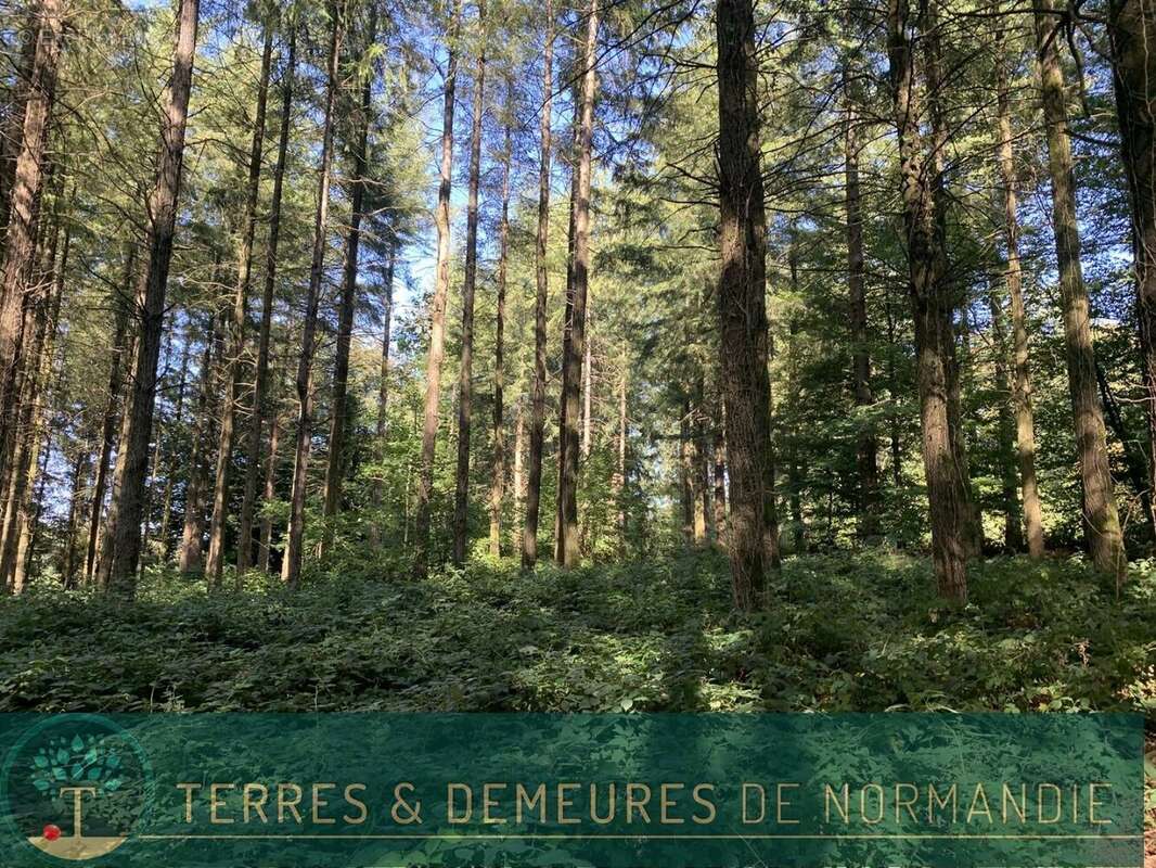 Dans le CALVADOS, secteur de VIRE (14500) A vendre bois de 3ha 69 a d'un seul tenant - photo 20