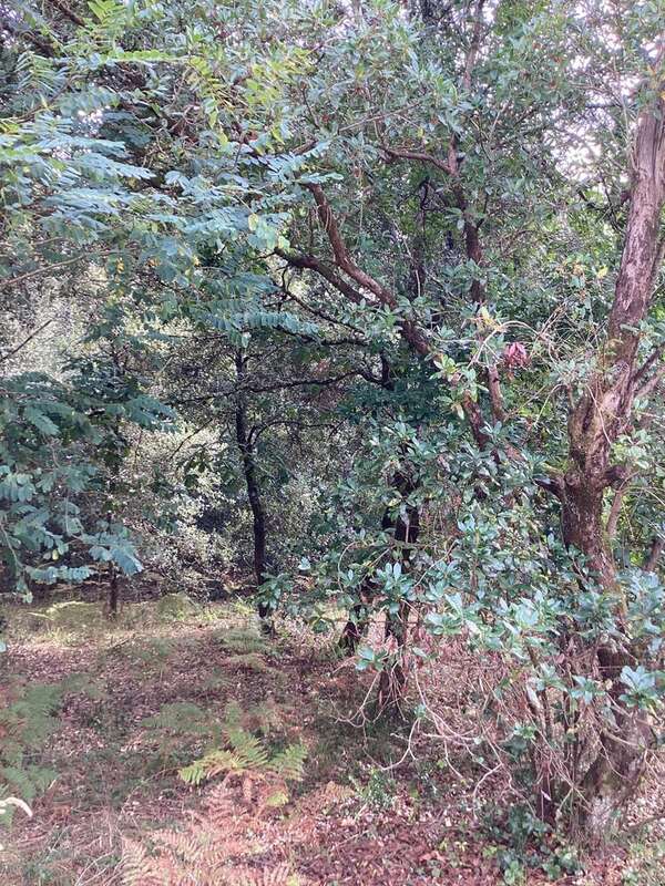 Terrain à LE VERDON-SUR-MER