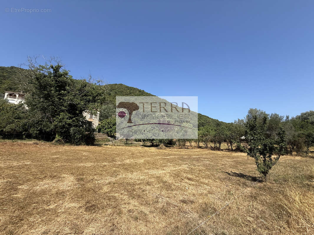 Terrain à SERRA-DI-FIUMORBO