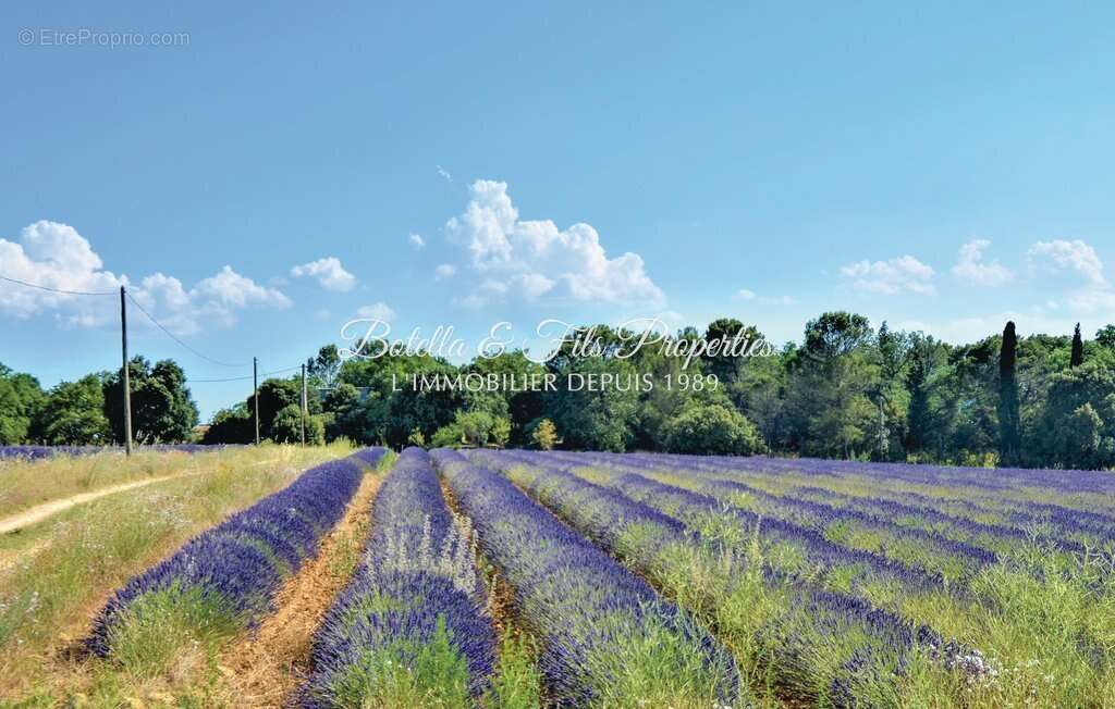 Mas provençal et lavandes - photo 23