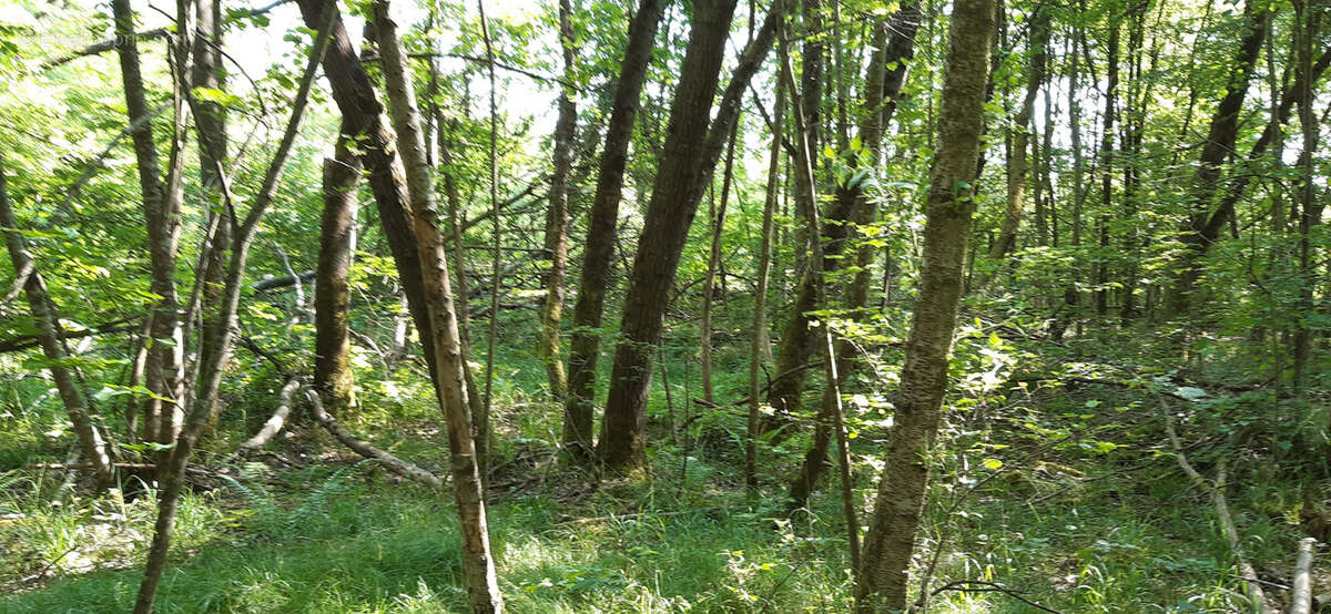 Terrain à CHAMPENOUX