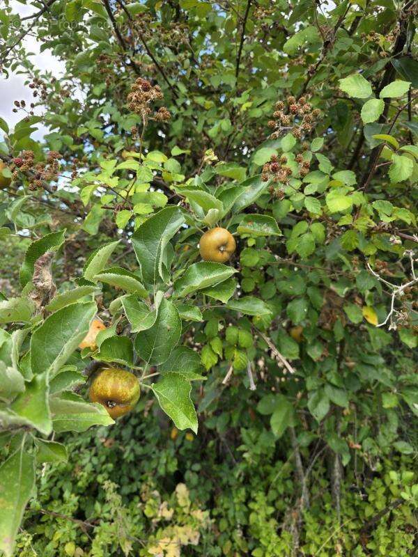 Terrain à ARGENTON-SUR-CREUSE