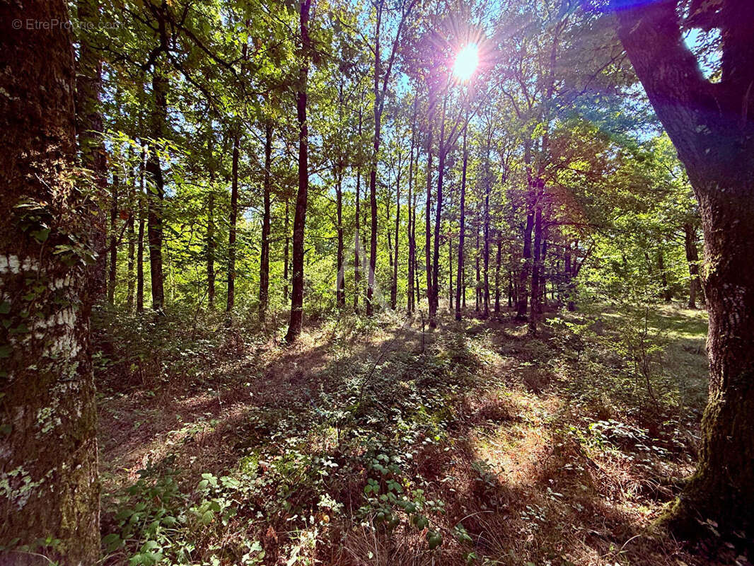 Terrain à LA FERTE-SAINT-AUBIN