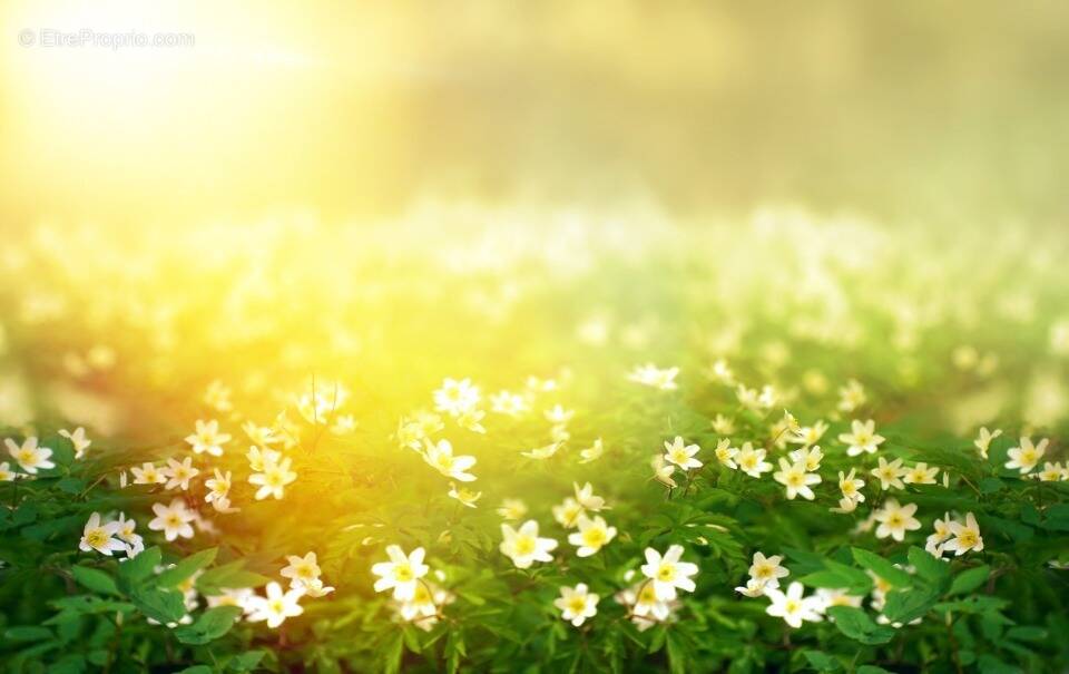 Terrain à LES MATHES