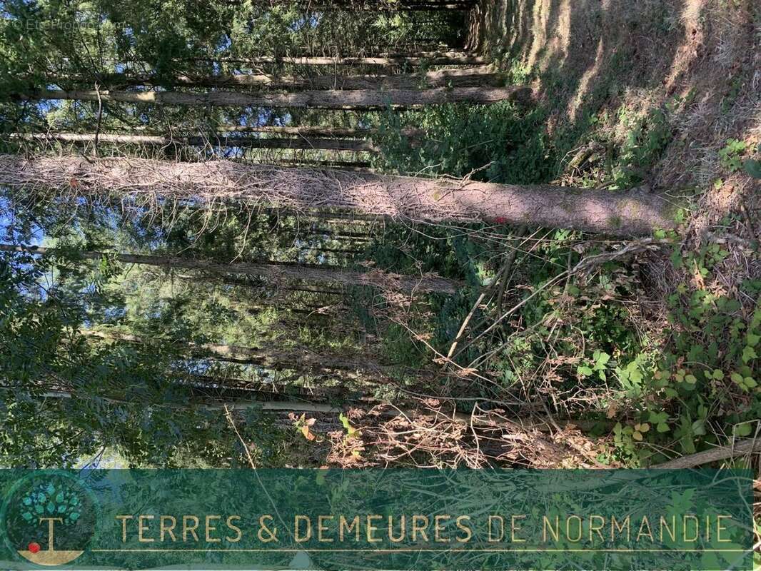 Dans le CALVADOS, secteur de VIRE (14500) A vendre bois de 3ha 69 a d'un seul tenant - photo 2