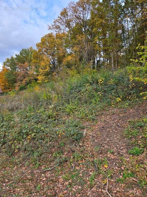 Terrain à NIEDERHASLACH