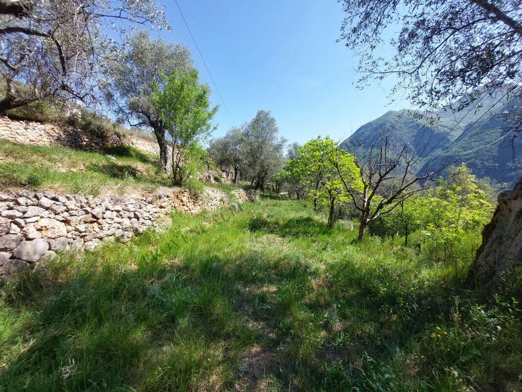 Terrain à BREIL-SUR-ROYA