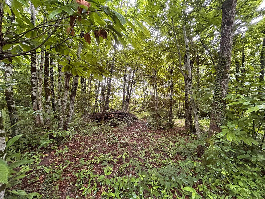 Terrain à LADIGNAC-LE-LONG
