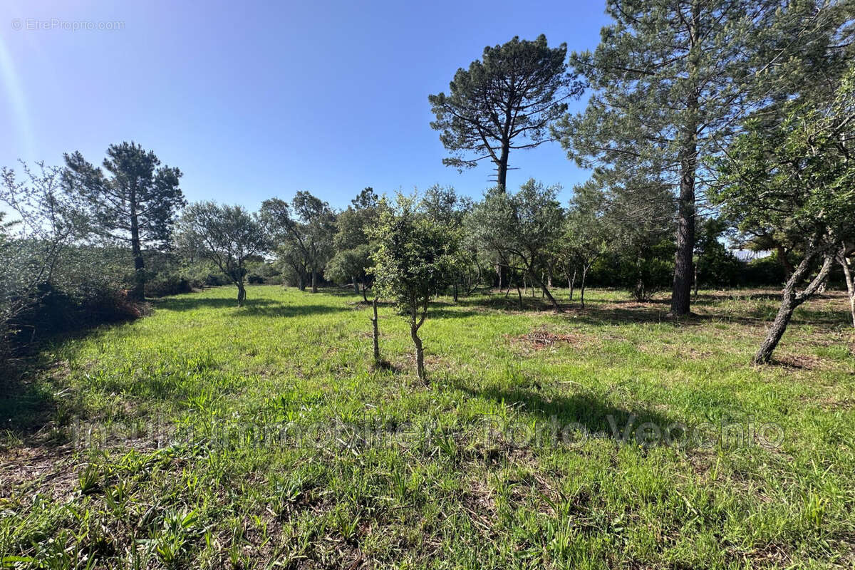 Terrain à PORTO-VECCHIO