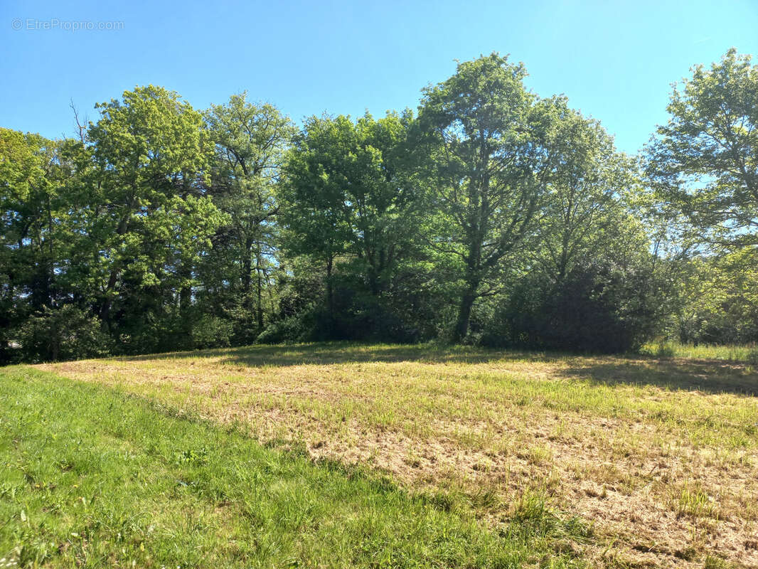 Terrain à vendre 29000 € à Trie-Sur-Baïse - photo 4