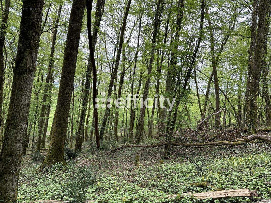 Terrain à BRIVE-LA-GAILLARDE
