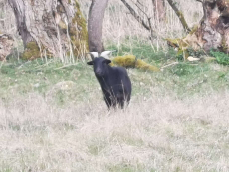 Terrain à SAINT-GERMAIN-DES-FOSSES