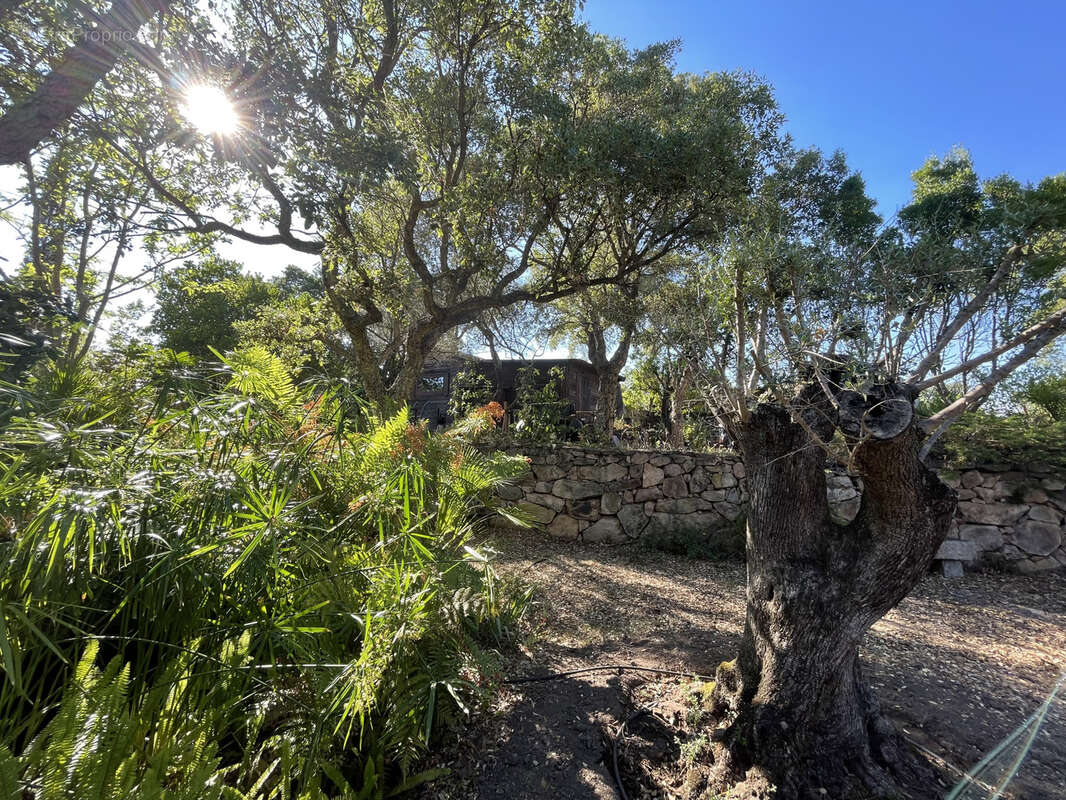 Maison à PORTO-VECCHIO