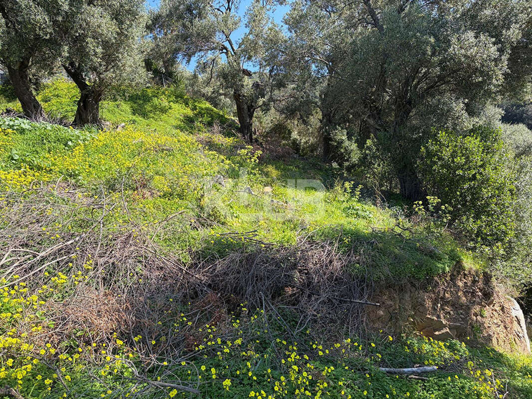 Terrain à PATRIMONIO