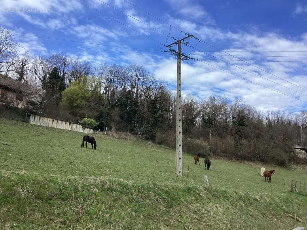 Terrain à COISE-SAINT-JEAN-PIED-GAUTHIER