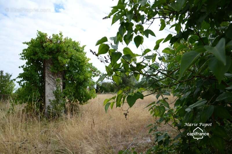 Terrain à CELLES-SUR-BELLE
