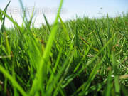 Terrain à AIRE-SUR-LA-LYS