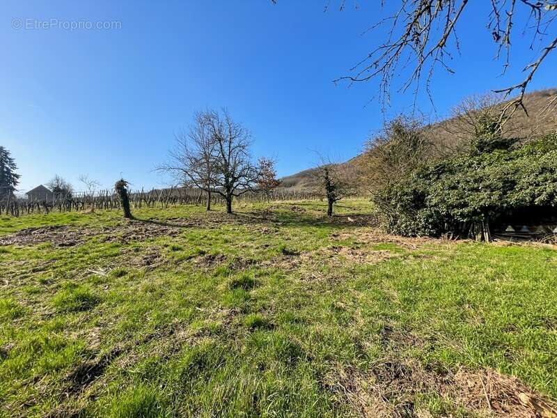 Terrain à CHATENOIS