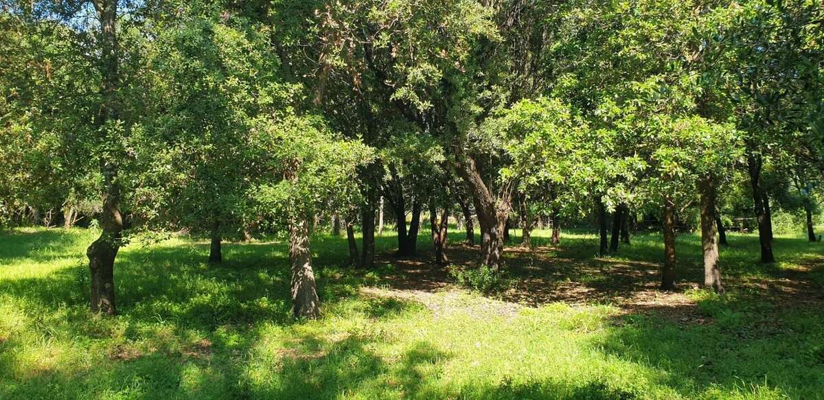 Terrain à SERRA-DI-FIUMORBO