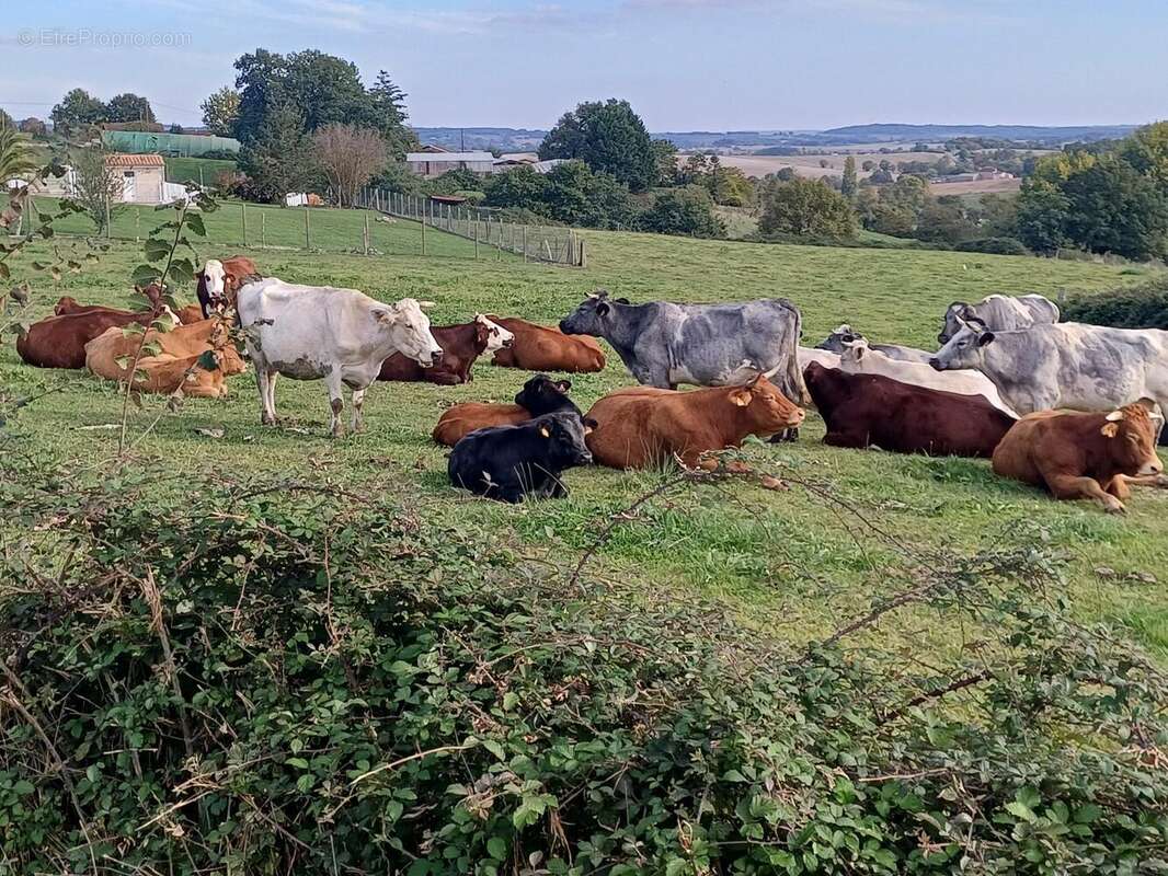 Photo 9 - Maison à BARDENAC