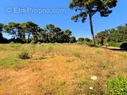 Terrain à LE CANNET