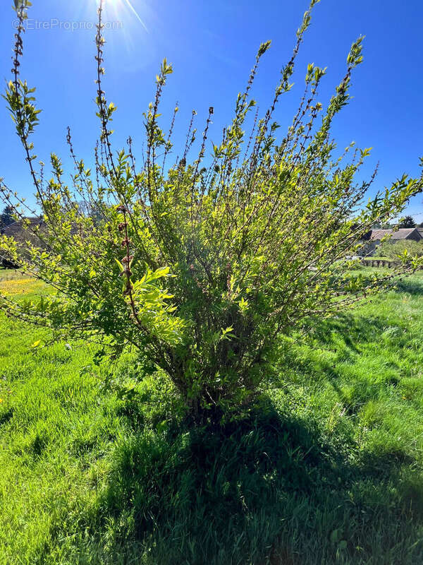 Terrain à SORANS-LES-BREUREY