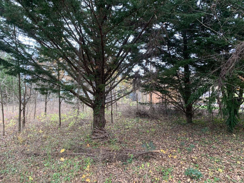 Terrain à MONTDARDIER