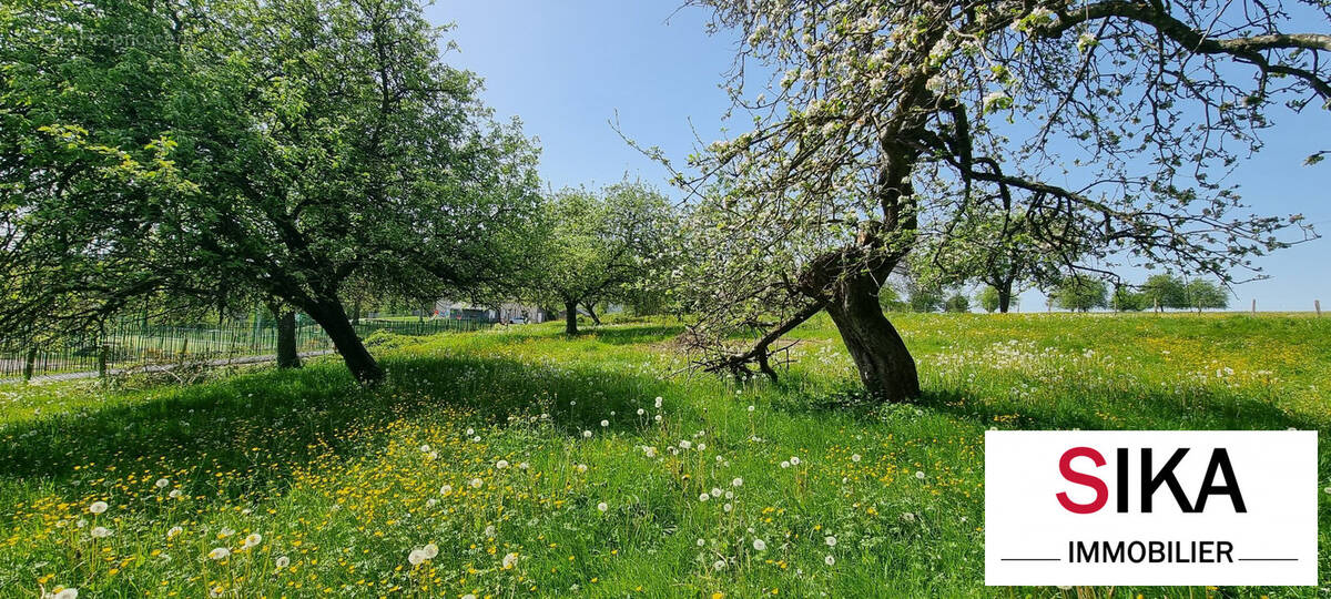 Terrain à SAINT-JEAN-KOURTZERODE