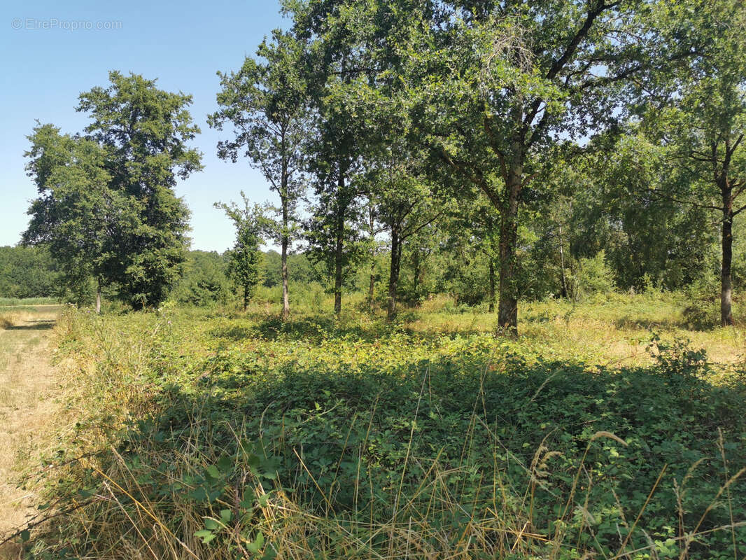 Beau terrain constructible avec vue sur étang - photo 4