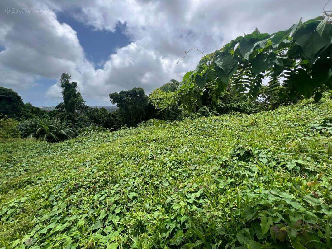 Terrain à FORT-DE-FRANCE
