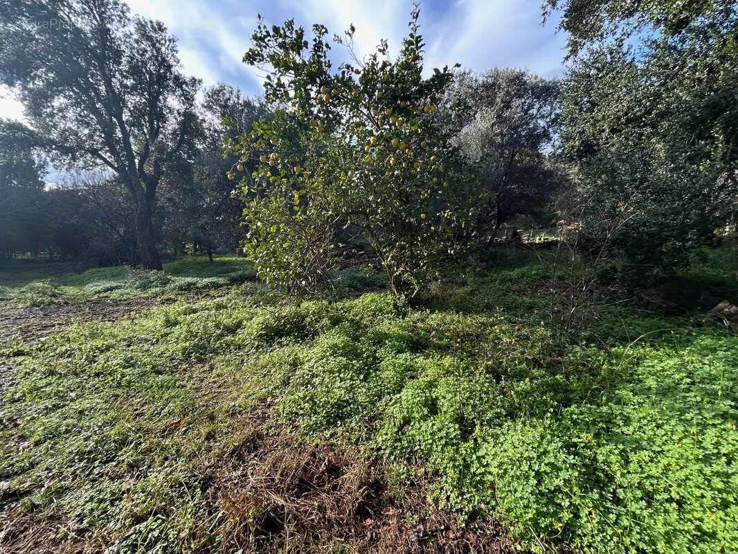 Terrain à PIETRACORBARA