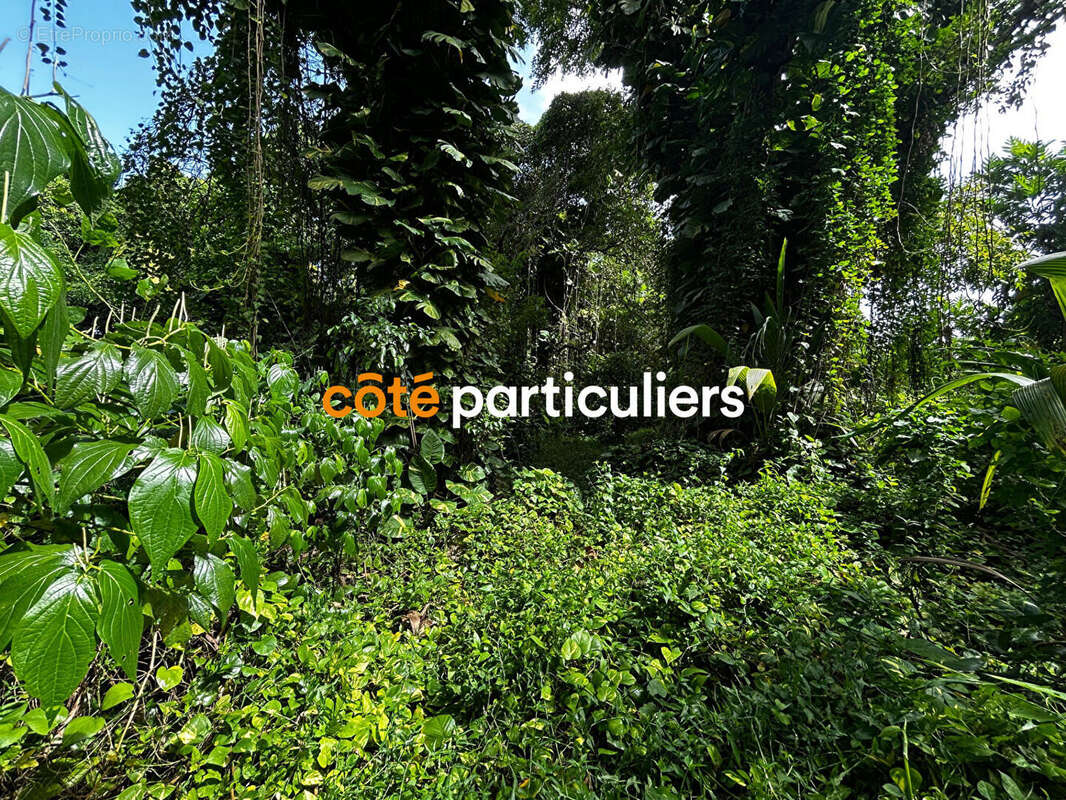 Terrain à SAINTE-ROSE