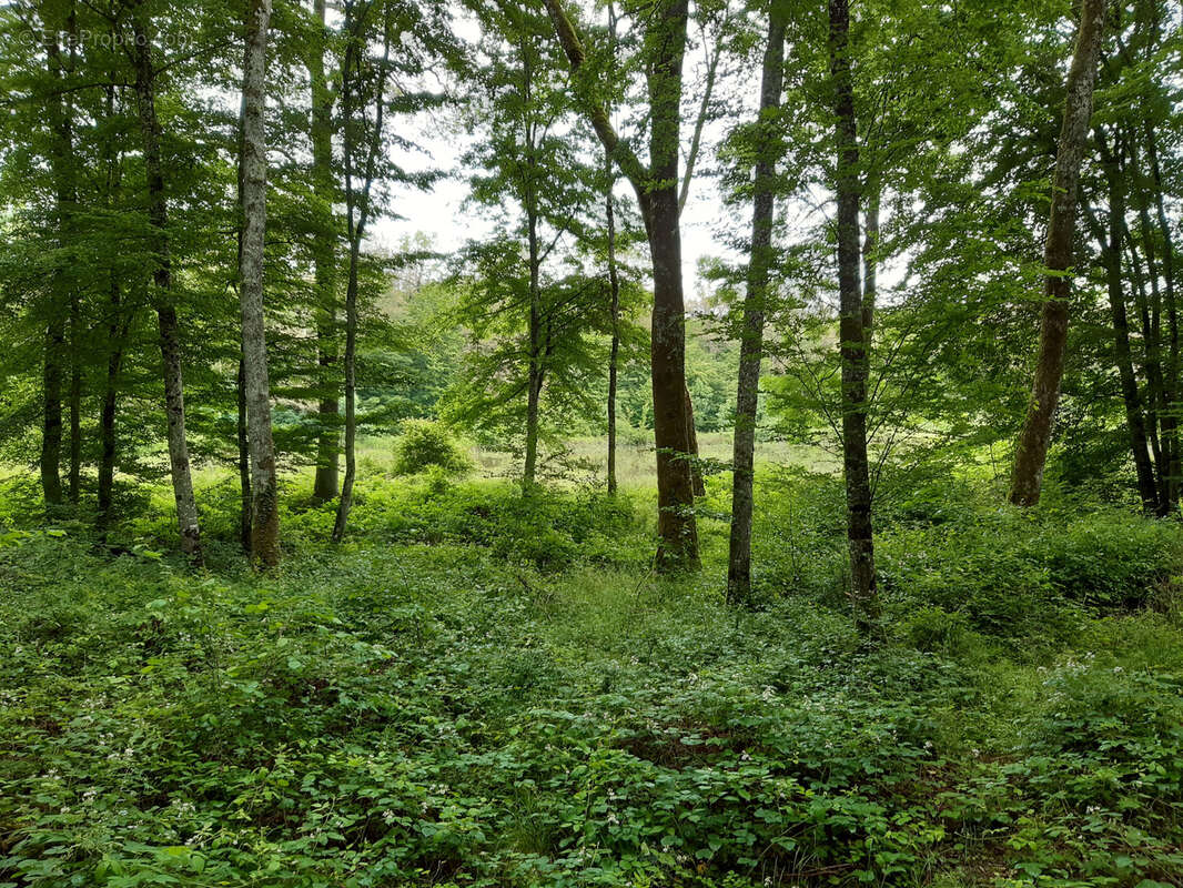 Terrain à TOUL