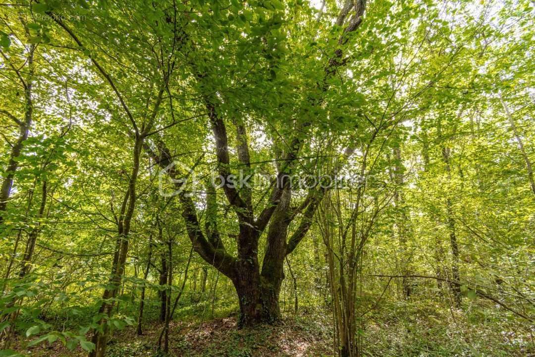 Terrain à NANTEAU-SUR-LUNAIN
