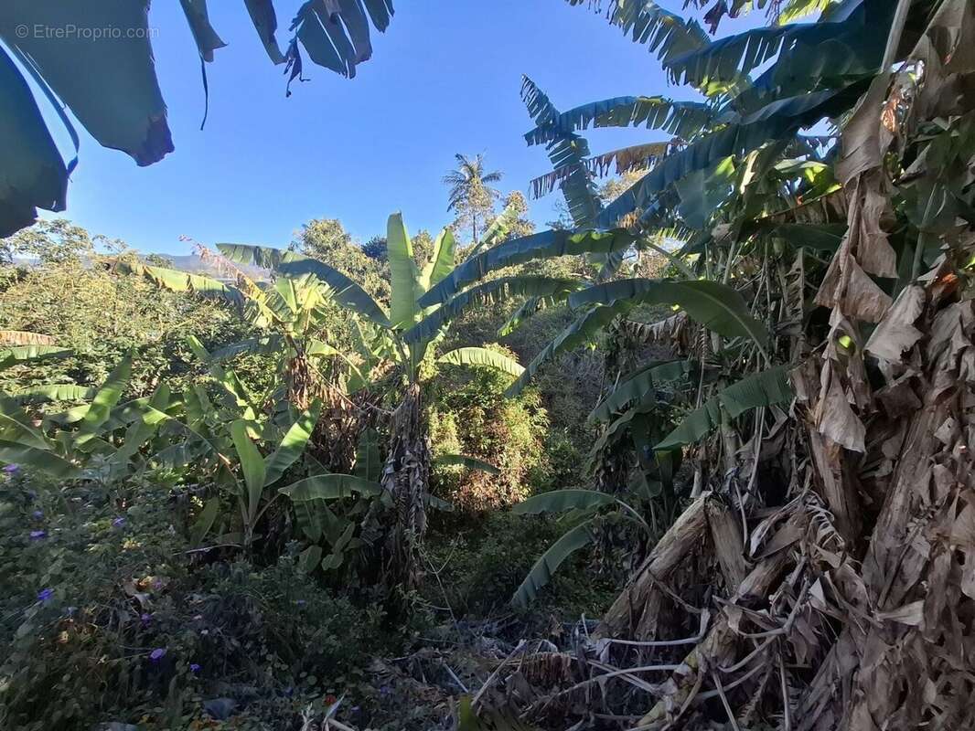 Terrain à LE TAMPON