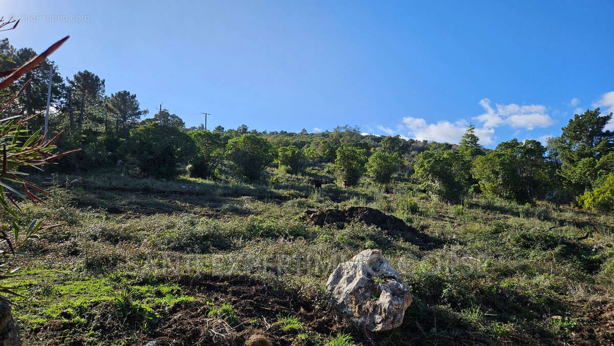 Terrain à SARI-SOLENZARA