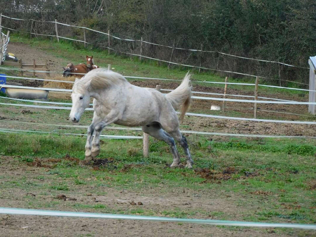 CINTEGABELLE- Fonds de commerce pension de chevaux et poney club - photo 13