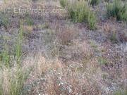 Terrain à LATOUR-BAS-ELNE