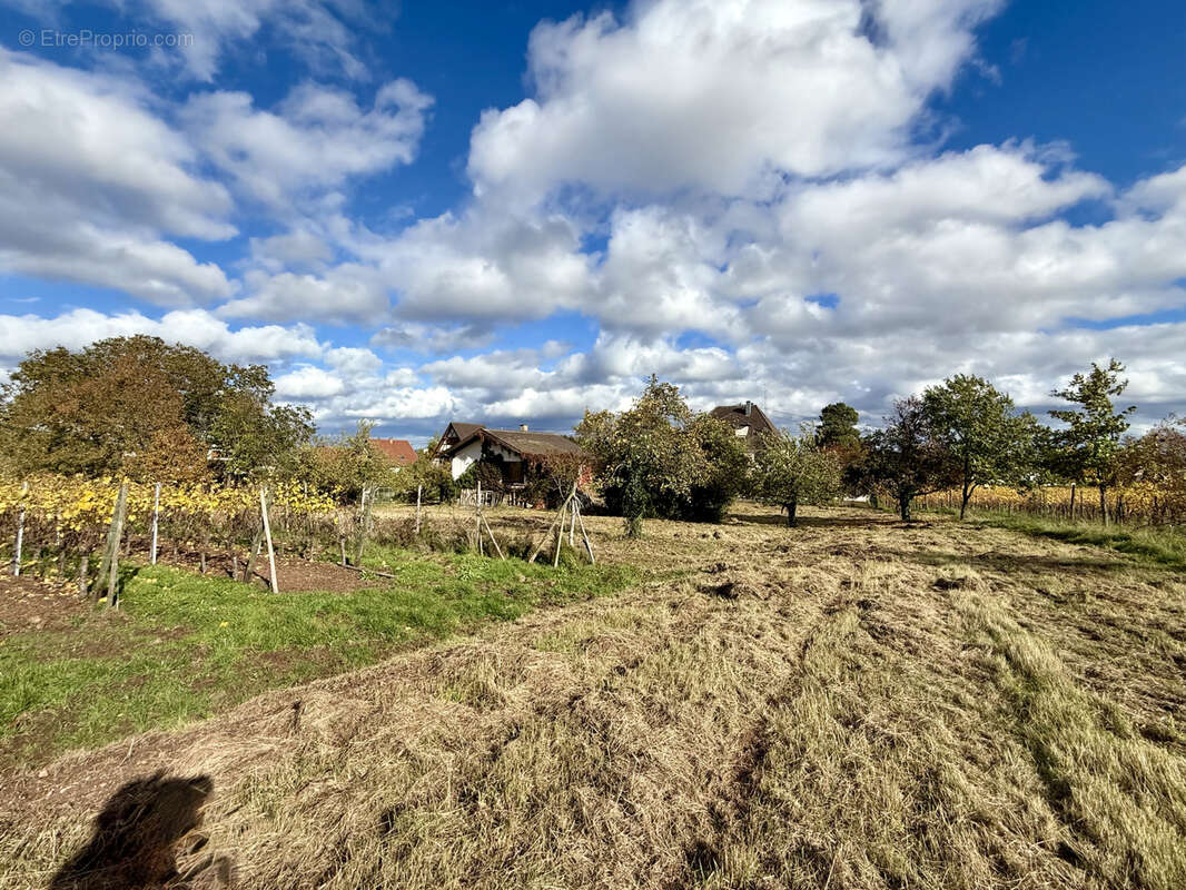Terrain à CHATENOIS