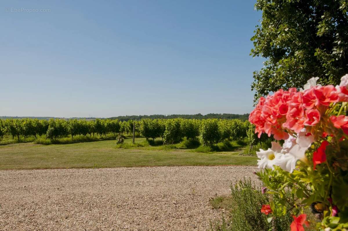 Domaine avec vignoble en activité, maison familiale, gîte, piscine et court de tennis - photo 21