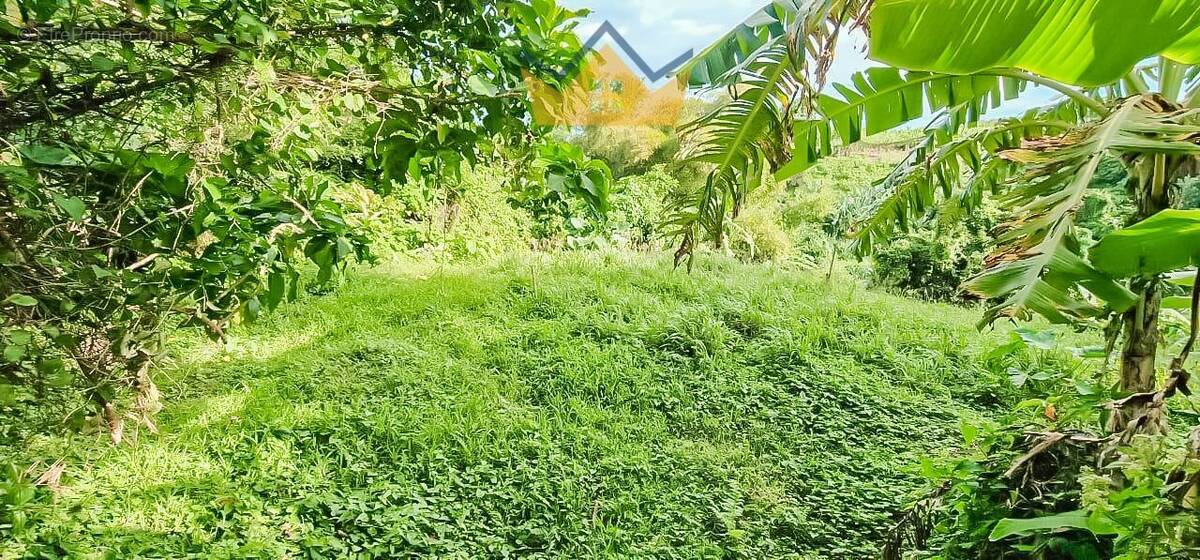 Terrain à LE LORRAIN