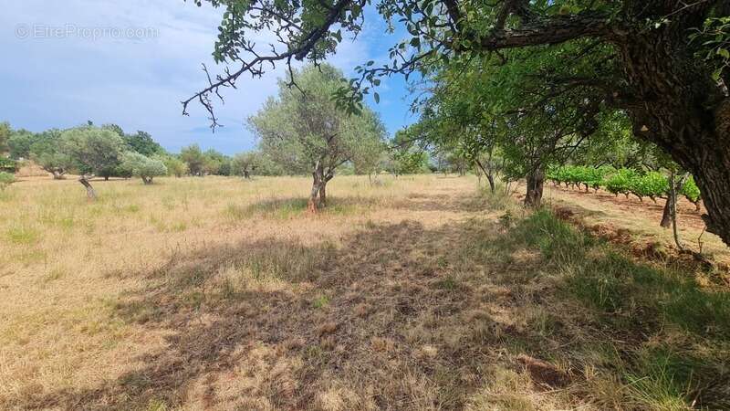 Terrain à vendre  CUERS (83) - photo 4